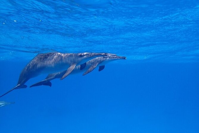 Full Day Snorkeling in Hurghada Dolphin House - Safety and dolphin behavior: The stuff that matters more than photos