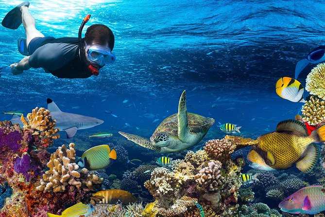Full Day Snorkeling Trip to the Red Sea in Safaga from Luxor - The early pickup and the ride to Safaga: what to expect in real life