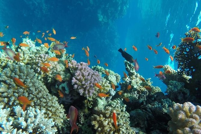Full Day Snorkeling Trip to the Red Sea in Safaga from Luxor - Utopia Island: beach time, downtime, and the banana-boat moment
