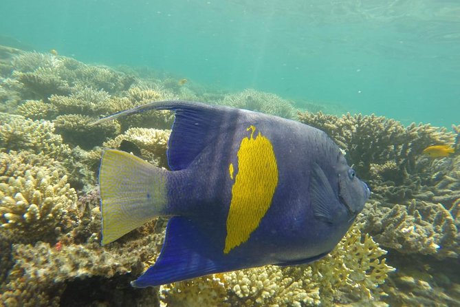 Full Day Snorkeling Trip to the Red Sea in Safaga from Luxor - Price and value: is $150 a smart deal for a Safaga day?
