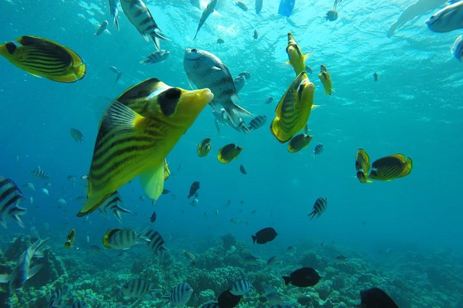 Full Day Snorkeling Trip to the Red Sea in Safaga from Luxor - Small issues to watch for: time split and language expectations