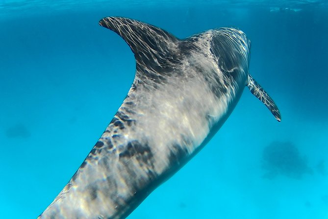 Full-Day Snorkeling with Dolphins in Hurghada with Lunch - Getting to the pier: pickup from El Gouna, Makadi, and Hurghada