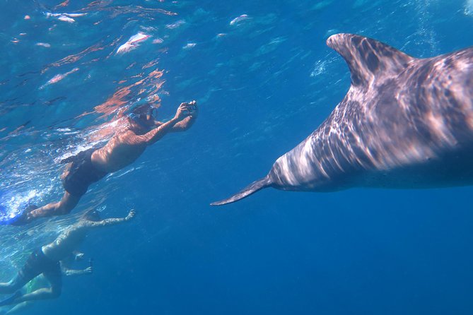 Full-Day Snorkeling with Dolphins in Hurghada with Lunch - Price and logistics: is $15 good value for Hurghada?