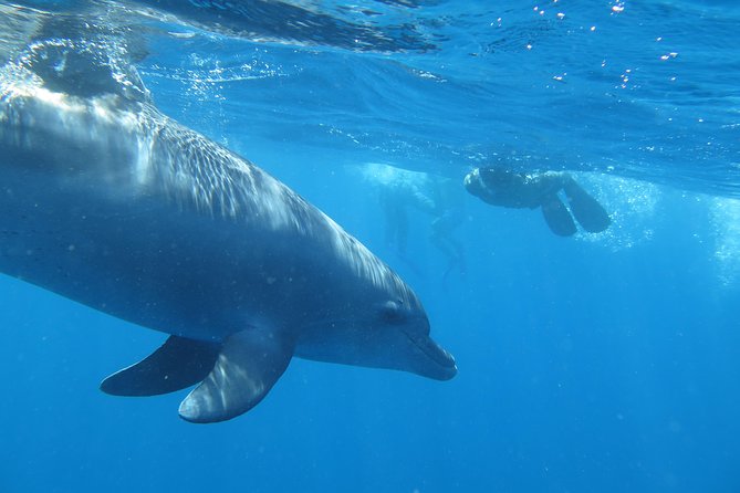 Full-Day Snorkeling with Dolphins in Hurghada with Lunch - Weather and water conditions: your real deciding factor