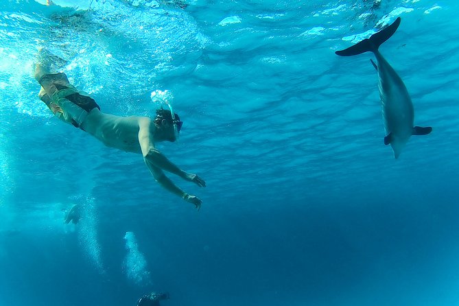 Full-Day Snorkeling with Dolphins in Hurghada with Lunch - Dolphin etiquette: how to think about “interaction” without losing the magic