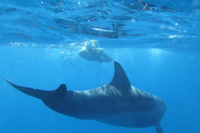 Full-Day Snorkeling with Dolphins in Hurghada with Lunch - Captain, crew, and dolphin-spotting: how the hunt works