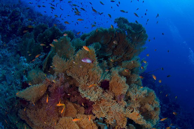 Full Day Tiran Island Snorkeling Sea trip & Lunch With Transfer - Sharm Elsheikh - From Sharm to the Red Sea: The 8-Hour Flow