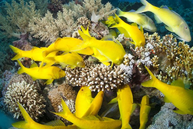 Full Day Tiran Island Snorkeling Sea trip & Lunch With Transfer - Sharm Elsheikh - What Costs Extra: Park Fees and the Life Jacket Question