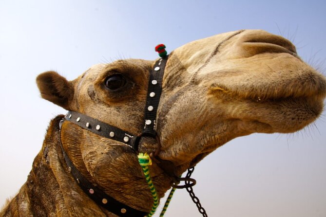 Full day tour Giza Pyramids Sphinx &Lunch and Shopping tour - Pyramids of Giza: Cheops, Chephren, Mycerinus, Plus Viewpoints