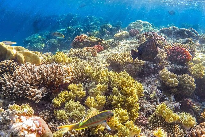 Full Relaxing Day To The Red Sea From Cairo Or Giza Hotel - Return timing: is it truly a full day?