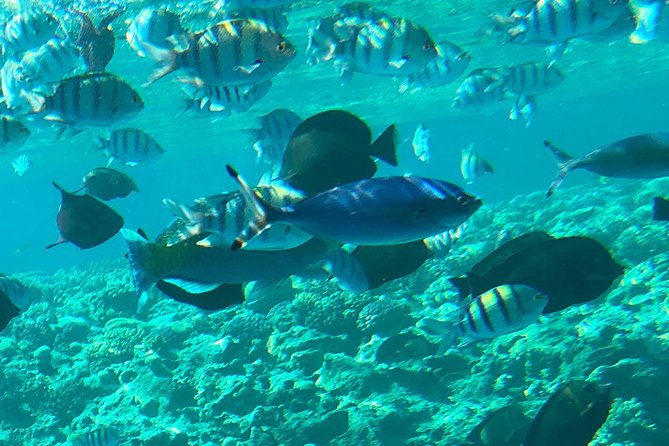 Giftun Island ( Orange bay ) from Hurghada - Hotel pickup and minibus to the port: the real value is saved time