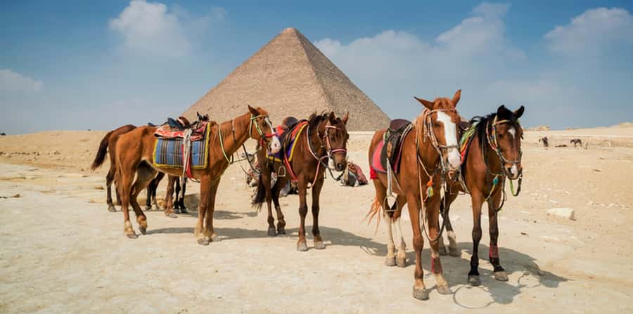 Giza: Arabian Horse Tour Around the Giza Pyramids - Animal Welfare: The One Thing You Should Check Before You Relax