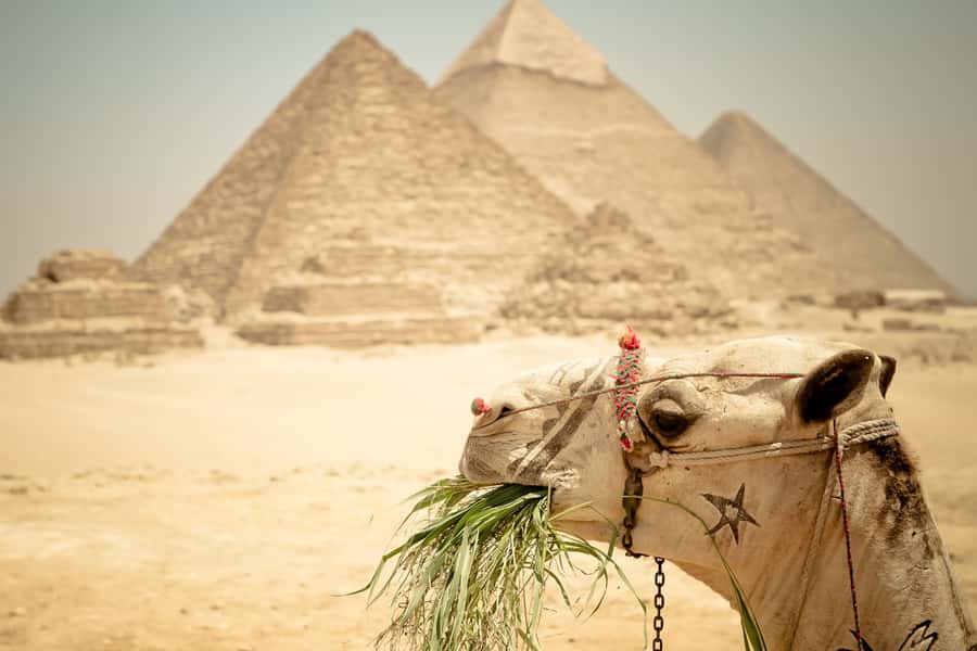 Giza Pyramids and Sphinx: Half-Day Private or Group Tour - Who Should Book This Tour, and Who Should Consider Another Option