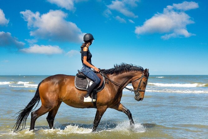 Horse Riding on the beach With Transfer From Sharm El Sheikh - Value in Real Terms: The Price Plus the Five Euro Fee