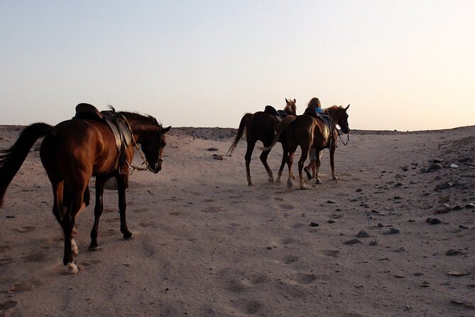 Horseback Riding with Pickup and Drop-off from Sharm El Sheikh - One Hour vs Two Hours: Picking the Right Amount of Riding