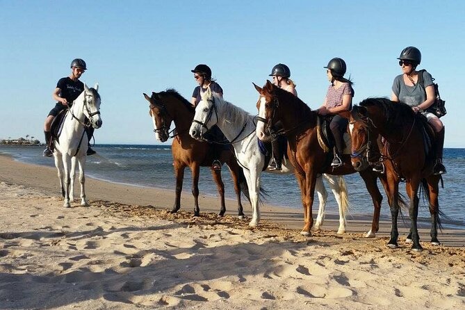 Horseback Riding with Pickup and Drop-off from Sharm El Sheikh - The Horses: Calm, Considerate, and What to Watch For