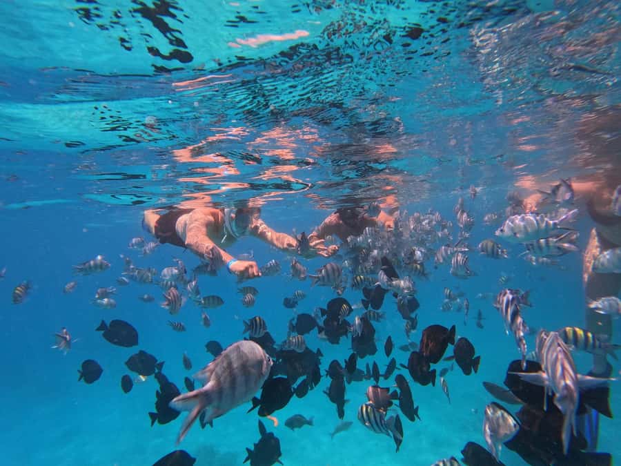 Hurghada: 4 Island Hopping Tour Dolphin, Snorkeling & Lunch - Three snorkeling stops with equipment: what you actually get to see