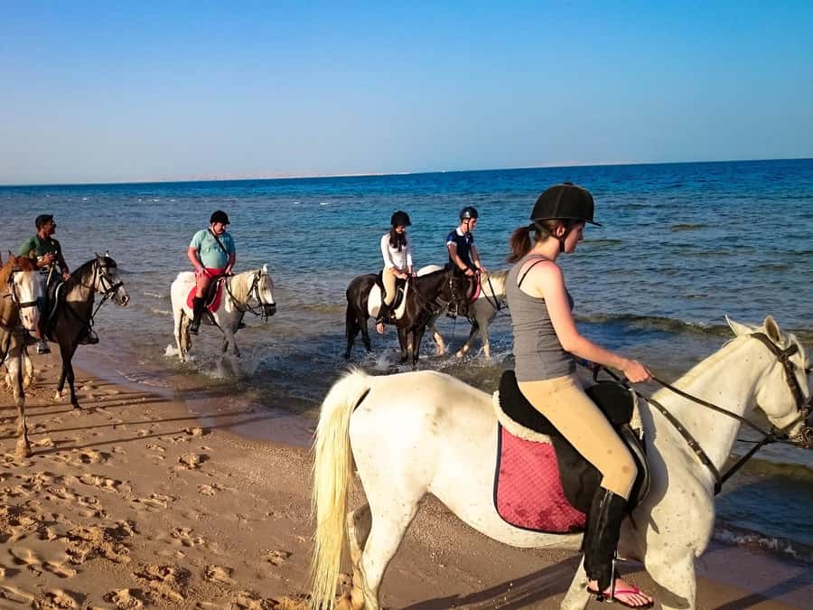 Hurghada: Arabian Desert and Sea Horseback Adventure - Food, Shows, and Stargazing: What to Expect Without Hype