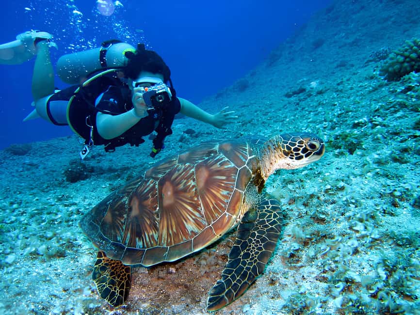 Hurghada: Beginners Scuba Diving Full-Day Boat Trip & Lunch - Price and Value: Why This Often Lands at the Sweet Spot for Beginners