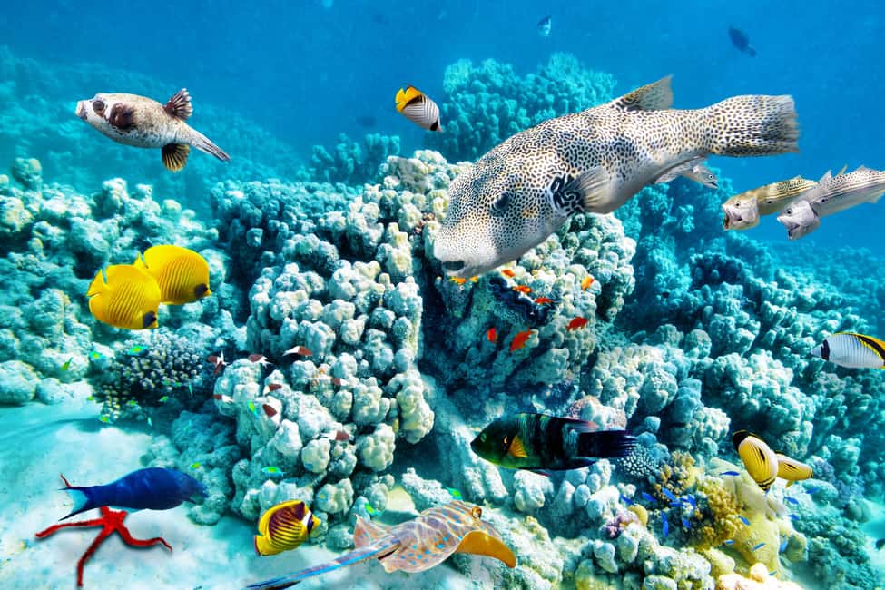 Hurghada: Beginners Scuba Diving Full-Day Boat Trip & Lunch - Who This Trip Fits Best (and Who Should Think Twice)