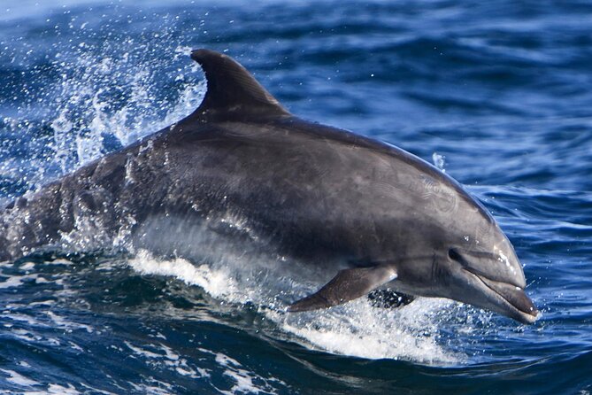 Hurghada Boat Trip to See Dolphins With Snorkeling and Lunch - Snorkeling stops: equipment, guidance, and reef reality