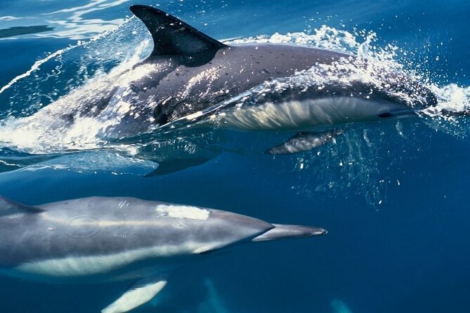 Hurghada Boat Trip to See Dolphins With Snorkeling and Lunch - Lunch on board plus the banana boat and sofa boat