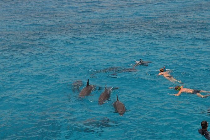 Hurghada Boat Trip to See Dolphins With Snorkeling and Lunch - What the crew and organization get right (and where it can wobble)