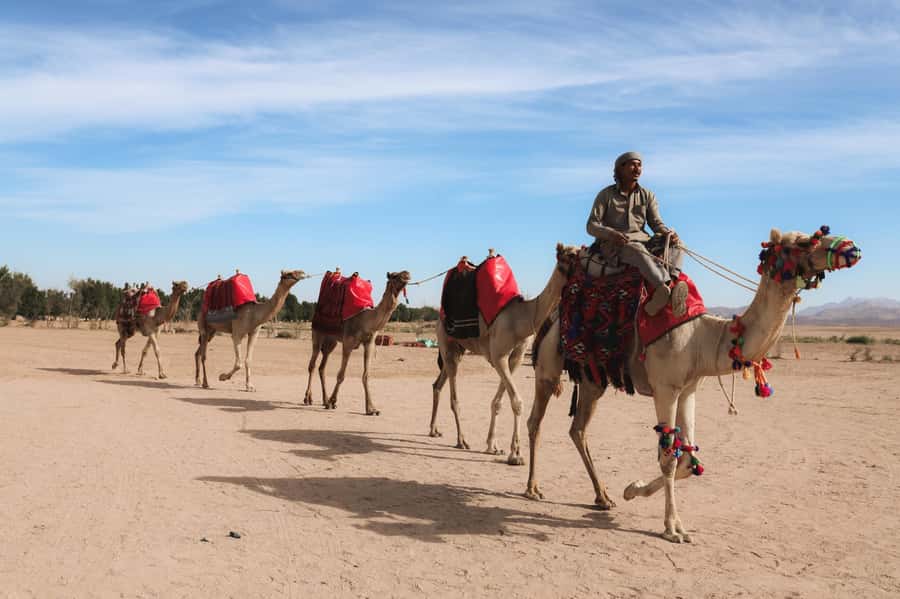 Hurghada: Camel Ride & horse ride and Off-Road Jeep Tour - Arabian tea, coffee, and dates: a real reset before you ride