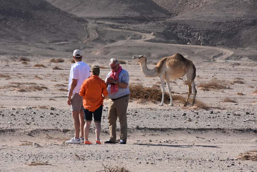 Hurghada: Camel Ride & horse ride and Off-Road Jeep Tour - Sunset departures, stargazing, and why timing changes everything