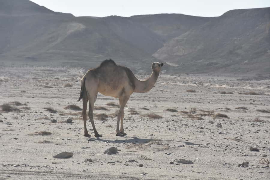 Hurghada: Camel Ride & horse ride and Off-Road Jeep Tour - Safety and who this tour fits (and who should skip it)