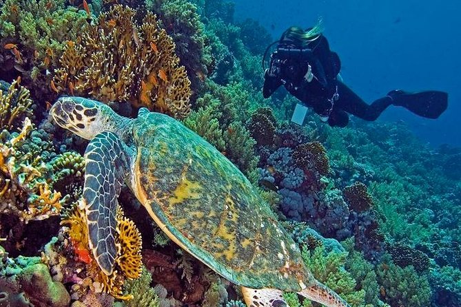 Hurghada Daily Scuba Dive Trip - Quick hits before you go