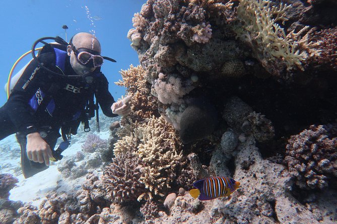 Hurghada Daily Scuba Dive Trip - Price and value: what $60 really covers