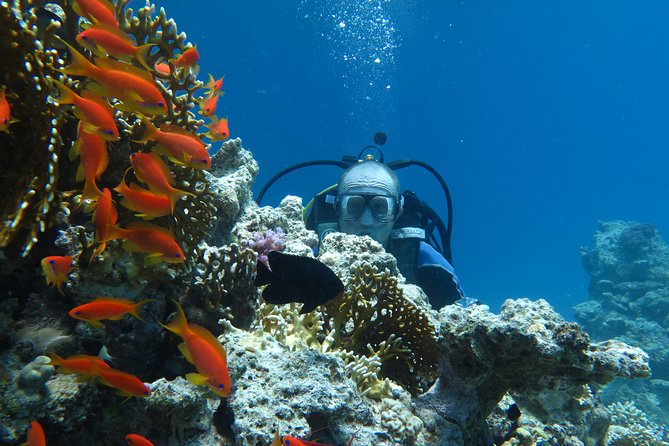 Hurghada Daily Scuba Dive Trip - What you’ll see at 8–10 meters (and what’s realistic)