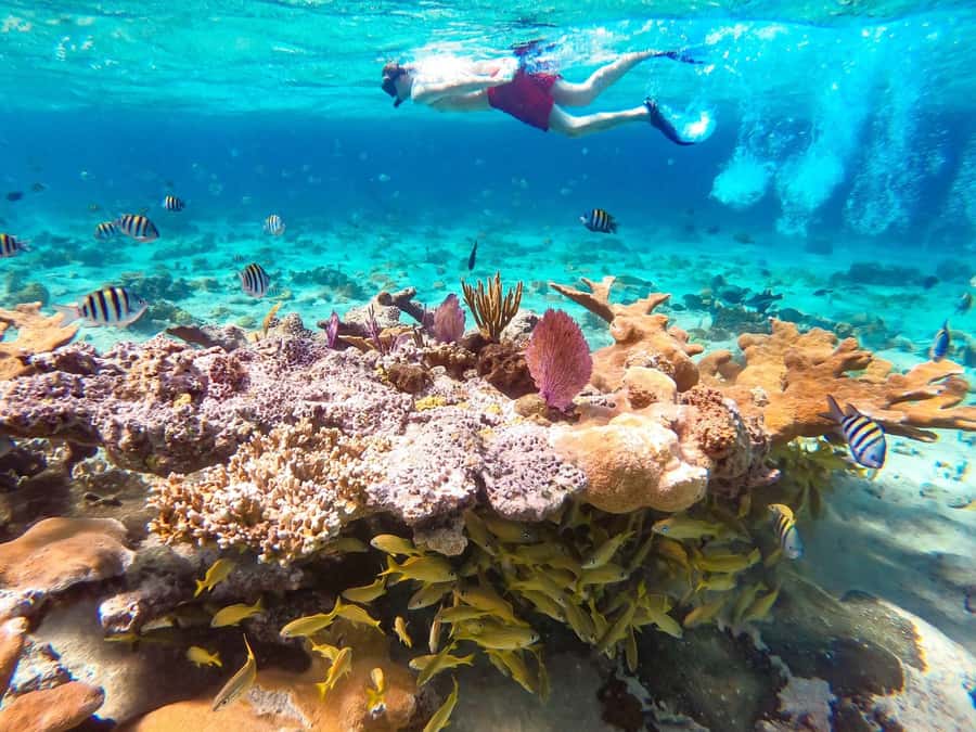 Hurghada: Day Snorkeling with Dolphins - Key points to know before you go