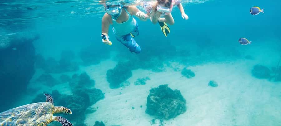Hurghada: Day Snorkeling with Dolphins - Dolphin Reef snorkeling: what you’re really paying for