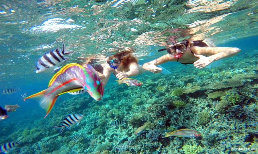 Hurghada: Day Snorkeling with Dolphins - First stop at Dolphin Reef: your odds of meeting wild dolphins