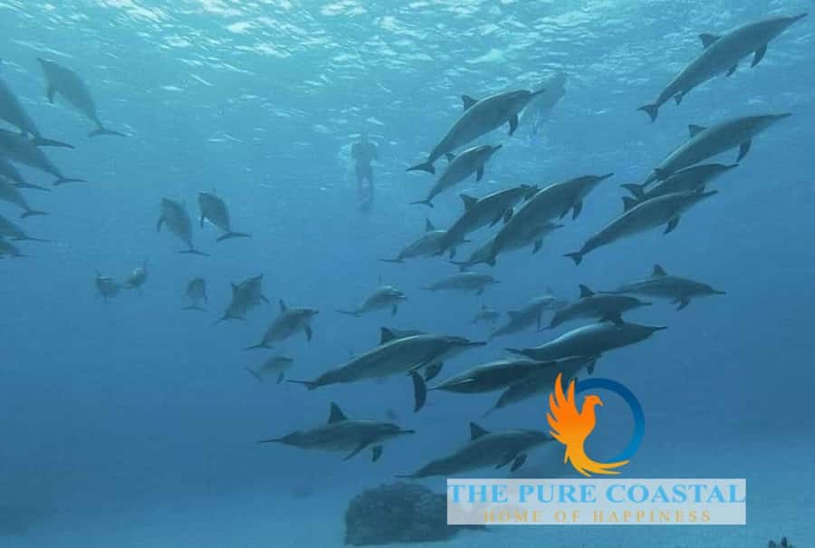 Hurghada: Day Snorkeling with Dolphins - Marine taxes and tips: small extras that affect your final cost