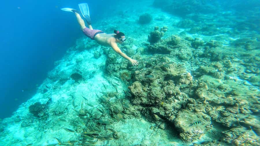 Hurghada: Day Snorkeling with Dolphins - What to bring for a smooth Red Sea swim