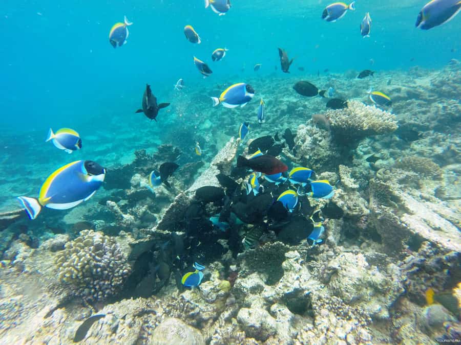 Hurghada: Day Snorkeling with Dolphins - Getting to the marina from Hurghada and nearby resorts