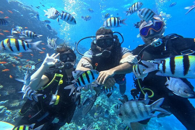 Hurghada Diving Adventure one Day with two Dives Boat Trip - Pickup, Timing, and What the 7-Hour Day Really Looks Like