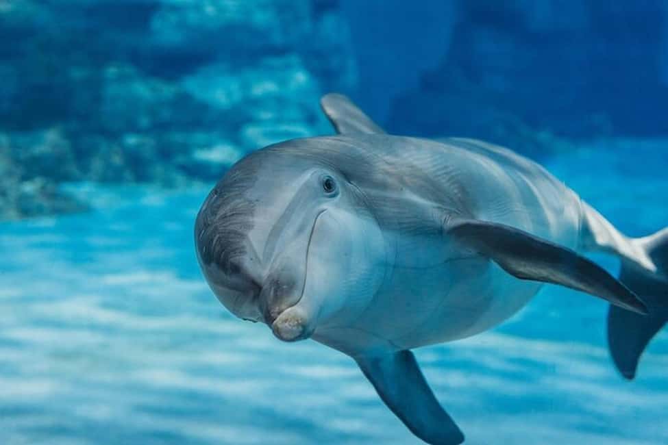 Hurghada: Dolphin & Coral Reef Snorkeling Tour with Lunch - Key highlights at a glance