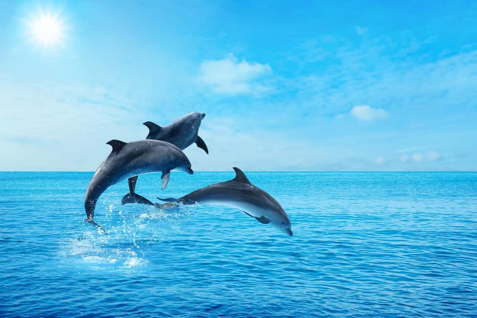 Hurghada: Dolphin & Coral Reef Snorkeling Tour with Lunch - Lunch on board: what you get and how to make it work for you