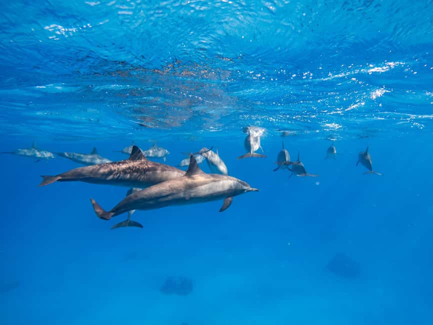 Hurghada: Dolphin & Coral Reef Snorkeling Tour with Lunch - Should you book this Hurghada dolphin and coral reef tour?