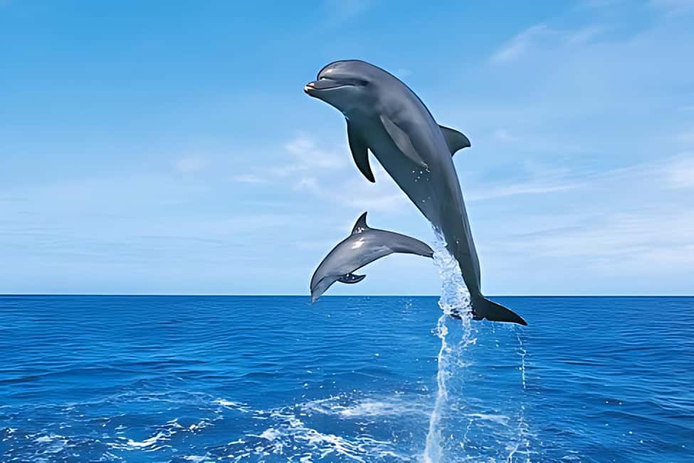 Hurghada: Dolphin Cruise with Snorkeling & Buffet Lunch - Hurghada Departure at Public Beach 9: What the day feels like