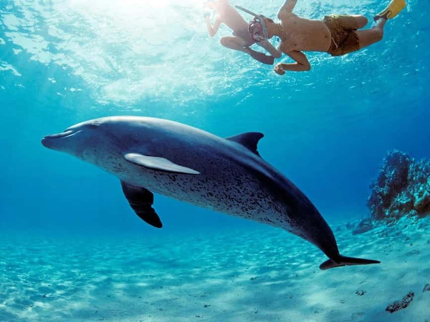 Hurghada: Dolphin Cruise with Snorkeling & Buffet Lunch - Should You Book This Dolphin Cruise With Snorkeling?