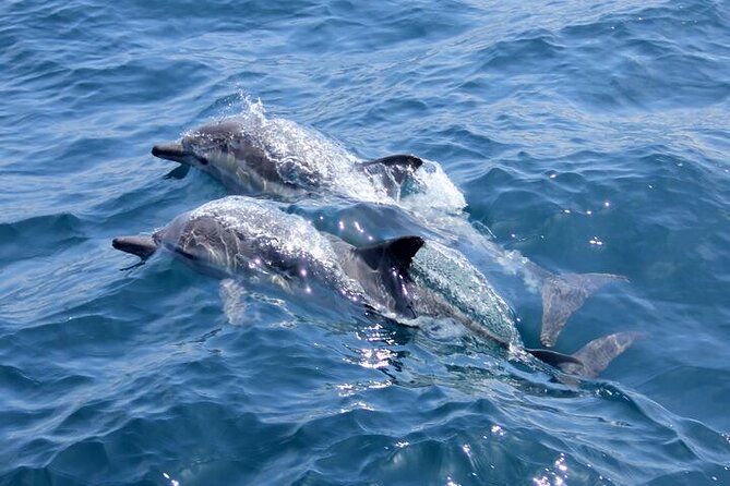 Hurghada Dolphin House: Full-Day Snorkeling & Boat Experience - Key things to know before you go