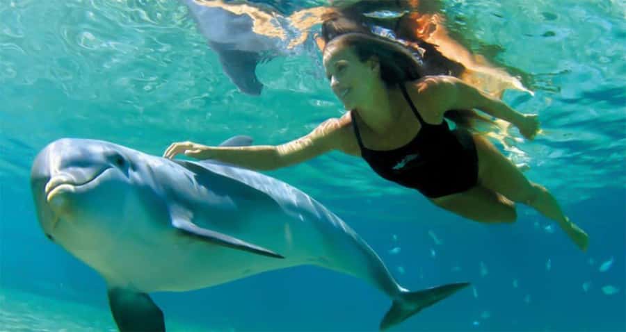 Hurghada: Dolphin watch Cruise with optional pickup - Key things I’d zero in on before you go