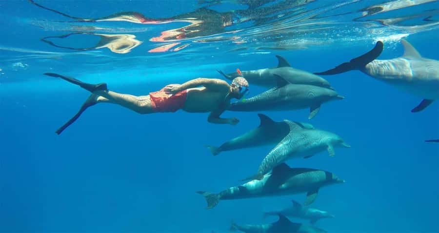 Hurghada: Dolphin watch Cruise with optional pickup - Setting Sail in Hurghada Marina: Where You Actually Need to Be