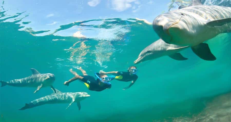 Hurghada: Dolphin watch Cruise with optional pickup - The Dolphin Window: What To Realistically Expect