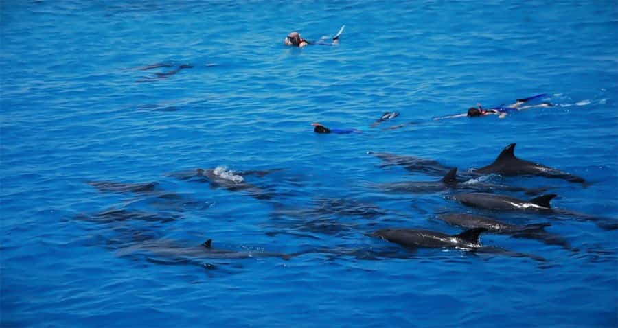Hurghada: Dolphin watch Cruise with optional pickup - Lunch on Board: Food, Drinks, and a Long Water Stretch